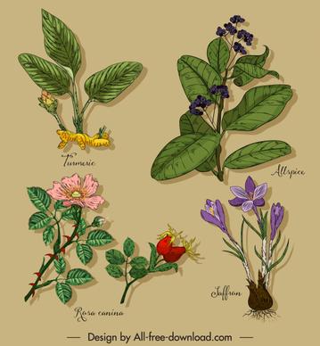 herb plants icons colorful classic handdrawn sketch